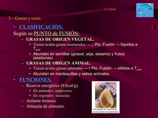 CLASIFICACIÓN. Según su  PUNTO de FUSIÓN: GRASAS DE ORIGEN VEGETAL. Tienen ácidos grasos insaturados  -> ↓ Pto. Fusión -> líquidos a T amb . Abundan en semillas (girasol, soja, sésamo) y frutos (aceitunas). GRASAS DE ORIGEN ANIMAL. Tienen ácidos grasos saturados  -> ↑ Pto. Fusión -> sólidos a T amb . Abundan en mantequillas y sebos animales. FUNCIONES. Reserva energética (9 kcal/g). En animales: adipocitos. En vegetales: vacuolas. Aislante térmico. Almacén de alimento. 3 – Grasas y ceras. T4. LÍPIDOS 