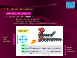 Son moléculas  ANFIPÁTICAS : Región polar hidrofílica: grupo fosfato. Región apolar hidrofóbica: ácidos grasos. (esta propiedad los hace idóneos para formar las membranas celulares) 4 – Fosfolípidos o fosfoglicéridos. T4. LÍPIDOS COMPOSICIÓN QUÍMICA: Región polar  hidrofilica. Región apolar  hidrofobica. 