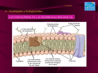 4 – Fosfolípidos o fosfoglicéridos. T4. LÍPIDOS LOS FOSFOLÍPIDOS EN LAS MEMBRANAS BIOLÓGICAS: 