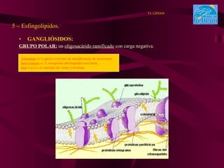 GANGLIÓSIDOS: GRUPO POLAR:  un  oligosacárido ramificado  con carga negativa. 5 – Esfingolípidos. T4. LÍPIDOS Abundan  en la  parte exterior de membranas de neuronas. Intervienen  en la  recepción del impulso nervioso. Son  lugares de  anclaje de virus y toxinas. 