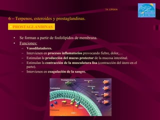 Se forman a partir de fosfolípidos de membrana. Funciones: Vasodilatadores. Intervienen en  procesos inflamatorios  provocando fiebre, dolor,… Estimulan la  producción del mucus protector  de la mucosa intestinal. Estimulan la  contracción de la musculatura lisa  (contracción del útero en el parto). Intervienen en  coagulación de la sangre. 6 – Terpenos, esteroides y prostaglandinas. T4. LÍPIDOS PROSTAGLANDINAS 