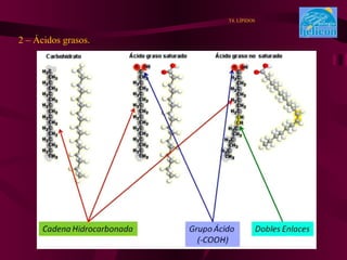 2 – Ácidos grasos. . T4. LÍPIDOS 