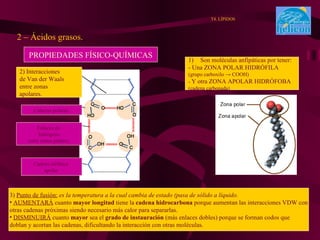 2 – Ácidos grasos. . T4. LÍPIDOS PROPIEDADES FÍSICO-QUÍMICAS 2) Interacciones de Van der Waals entre zonas  apolares. Cabezas polares. Enlaces de  hidrógeno entre zonas polares. Cadena alifática  apolar. Son moléculas anfipáticas por tener: - Una ZONA POLAR HIDRÓFILA  (grupo carboxilo -> COOH) -  Y otra ZONA APOLAR HIDRÓFOBA (cadena carbonada) 3)  Punto de fusión:   es la temperatura a la cual cambia de estado (pasa de sólido a líquido. AUMENTARÁ  cuanto  mayor longitud  tiene la  cadena hidrocarbona  porque aumentan las interacciones VDW con otras cadenas próximas siendo necesario más calor para separarlas.  DISMINUIRÁ  cuanto  mayor  sea el  grado de instauración  (más enlaces dobles) porque se forman codos que doblan y acortan las cadenas, dificultando la interacción con otras moléculas. 