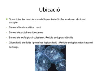 Ubicació 
Quasi totes les reaccions anabòliques heteròtrofes es donen al citosol, 
excepte: 
- Síntesi d’àcids nuclèics: nucli 
- Síntesi de proteïnes ribosomes 
- Síntesi de fosfolípids i colesterol: Reticle endoplasmàtic llis 
- Glicosilació de lípids i proteïnes i glicosilació : Reticle endoplasmàtic i aparell 
de Golgi. 
 