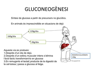 GLUCONEOGÈNESI 
Síntesi de glucosa a partir de precursors no glucídics. 
En animals és imprescindible en situacions de dejú 
160g/dia 
120g/dia 
20g/dia 
RESERVA GLUCÒGEN 
190g 
Aquesta via es produeix: 
1.Desprès d’un dia de dejú. 
2.Desprès d’un esforç muscular intens s’elimina 
l’àcid làctic transformant-lo en glucosa 
3.En remugants el lactat( producte de la digestió de 
la cel·lulosa ) passa a glucosa al fetge. 
 
