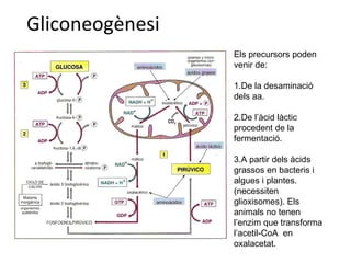 Gliconeogènesi 
Els precursors poden 
venir de: 
1.De la desaminació 
dels aa. 
2.De l’àcid làctic 
procedent de la 
fermentació. 
3.A partir dels àcids 
grassos en bacteris i 
algues i plantes. 
(necessiten 
glioxisomes). Els 
animals no tenen 
l’enzim que transforma 
l’acetil-CoA en 
oxalacetat. 
 