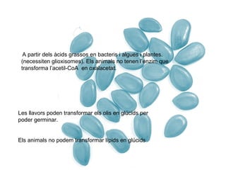 A partir dels àcids grassos en bacteris i algues i plantes. 
(necessiten glioxisomes). Els animals no tenen l’enzim que 
transforma l’acetil-CoA en oxalacetat. 
Les llavors poden transformar els olis en glúcids per 
poder germinar. 
Els animals no podem transformar lípids en glúcids 
 