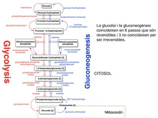 La glucolisi i la gluconeogènesi 
coincideixen en 6 passos que són 
reversibles i 3 no coincideixen per 
ser irreversibles. 
CITOSOL 
MMititooccoonnddrrii 
 