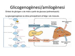 Glicogenogènesi/amilogènesi 
Síntesi de glicògen o de midó a partir de glucosa (polimerització) 
La glucogenogènesi es dóna principalment al fetge i als músculs. 
 