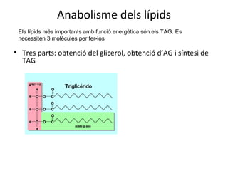 Anabolisme dels lípids 
Els lípids més importants amb funció energètica són els TAG. Es 
necessiten 3 molècules per fer-los 
• Tres parts: obtenció del glicerol, obtenció d’AG i síntesi de 
TAG 
 