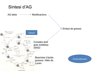 Síntesi d’AG 
AG dieta Modificacions 
Síntesi de greixos 
citosol 
Biosíntesi d’àcids 
grassos. Hèlix de 
Lynen 
Profundització 
Complex àcid 
gras sintetasa 
(SAG) 
 