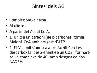 Síntesi dels AG 
• Complex SAG sintasa 
• Al citosol. 
• A partir del Acetil Co A. 
• 1. Unió a un carboni (de bicarbonat) forma 
Malonil CoA amb desgast d’ATP 
• 2. El Malonil s’uneix a altre Acetil Coa i es 
descarboxila, desprenent-se un CO2 i formart-se 
un complexe de 4C. Amb desgast de dos 
NADPH. 
 