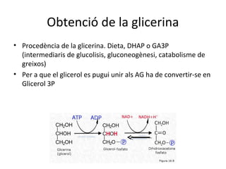 Obtenció de la glicerina 
• Procedència de la glicerina. Dieta, DHAP o GA3P 
(intermediaris de glucolisis, gluconeogènesi, catabolisme de 
greixos) 
• Per a que el glicerol es pugui unir als AG ha de convertir-se en 
Glicerol 3P 
 