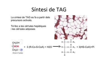 Síntesi de TAG 
La síntesi de TAG es fa a partir dels 
precursors activats. 
Té lloc a les cèl·lules hepàtiques 
i les cèl·lules adiposes 
+ 3 (R-Co-S-CoA) + H2O + 3(HS-CoA)+Pi 
 