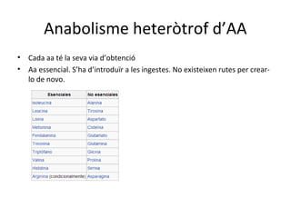 Anabolisme heteròtrof d’AA 
• Cada aa té la seva via d’obtenció 
• Aa essencial. S’ha d’introduïr a les ingestes. No existeixen rutes per crear-lo 
de novo. 
 