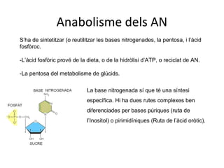 Anabolisme dels AN 
S’ha de sintetitzar (o reutilitzar les bases nitrogenades, la pentosa, i l’àcid 
fosfòroc. 
-L’àcid fosfòric prové de la dieta, o de la hidròlisi d’ATP, o reciclat de AN. 
-La pentosa del metabolisme de glúcids. 
La base nitrogenada sí que té una síntesi 
específica. Hi ha dues rutes complexes ben 
diferenciades per bases púriques (ruta de 
l’Inositol) o pirimidíniques (Ruta de l’àcid oròtic). 
 