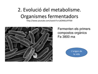 2. Evolució del metabolisme. 
Organismes fermentadors 
http://www.youtube.com/watch?v=LdOM6UJFPSM 
Fermenten els primers 
compostos orgànics 
Fa 3800 ma 
L’origen de 
la vida 
 