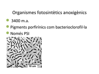 Organismes fotosintètics anoxigènics 
 3400 m.a. 
Pigments porfirínics com bacterioclorofil·la 
Només PSI 
 