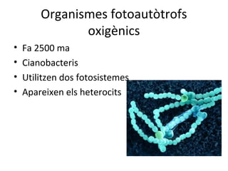 Organismes fotoautòtrofs 
oxigènics 
• Fa 2500 ma 
• Cianobacteris 
• Utilitzen dos fotosistemes 
• Apareixen els heterocits 
 