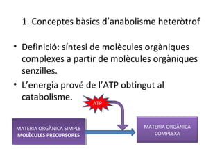 1. Conceptes bàsics d’anabolisme heteròtrof 
• Definició: síntesi de molècules orgàniques 
complexes a partir de molècules orgàniques 
senzilles. 
• L’energia prové de l’ATP obtingut al 
catabolisme. 
MATERIA ORGÀNICA SIMPLE 
MOLÈCULES PRECURSORES 
MATERIA ORGÀNICA SIMPLE 
MOLÈCULES PRECURSORES 
MATERIA ORGÀNICA 
COMPLEXA 
ATP 
 
