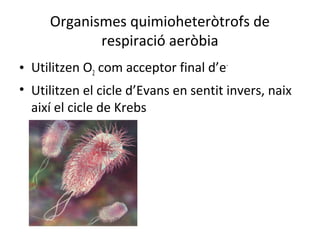Organismes quimioheteròtrofs de 
respiració aeròbia 
• Utilitzen O2 com acceptor final d’e- 
• Utilitzen el cicle d’Evans en sentit invers, naix 
així el cicle de Krebs 
 