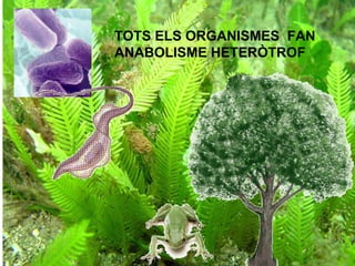 TOTS ELS ORGANISMES FAN 
ANABOLISME HETERÒTROF 
 