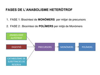 FASES DE L’ANABOLISME HETERÒTROF 
1. FASE 1: Biosíntesi de MONÒMERS per mitjar de precursors 
2. FASE 2 : Biosíntesi de POLÍMERS per mitjà de Monòmers 
PRECURSORS 
ANABOLISME 
AUTÒTROF 
DIGESTIÓ 
CATABOLÍSME DE 
SUBSTÀNCIES DE 
RESERVA 
MONÒMERS POLÍMERS 
 