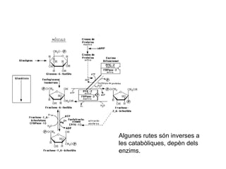 Algunes rutes són inverses a 
les catabòliques, depèn dels 
enzims. 
 