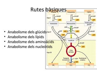 Rutes bàsiques 
• Anabolisme dels glúcids 
• Anabolisme dels lípids 
• Anabolisme dels aminoàcids 
• Anabolisme dels nucleòtids 
 