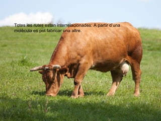 Totes les rutes estan interrelacionades: A partir d’una 
molècula es pot fabricar una altre. 
 