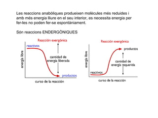 Les reaccions anabòliques produeixen molècules més reduides i 
amb més energia lliure en el seu interior, es necessita energia per 
fer-les no poden fer-se espontàniament. 
Són reaccions ENDERGÒNIQUES 
 