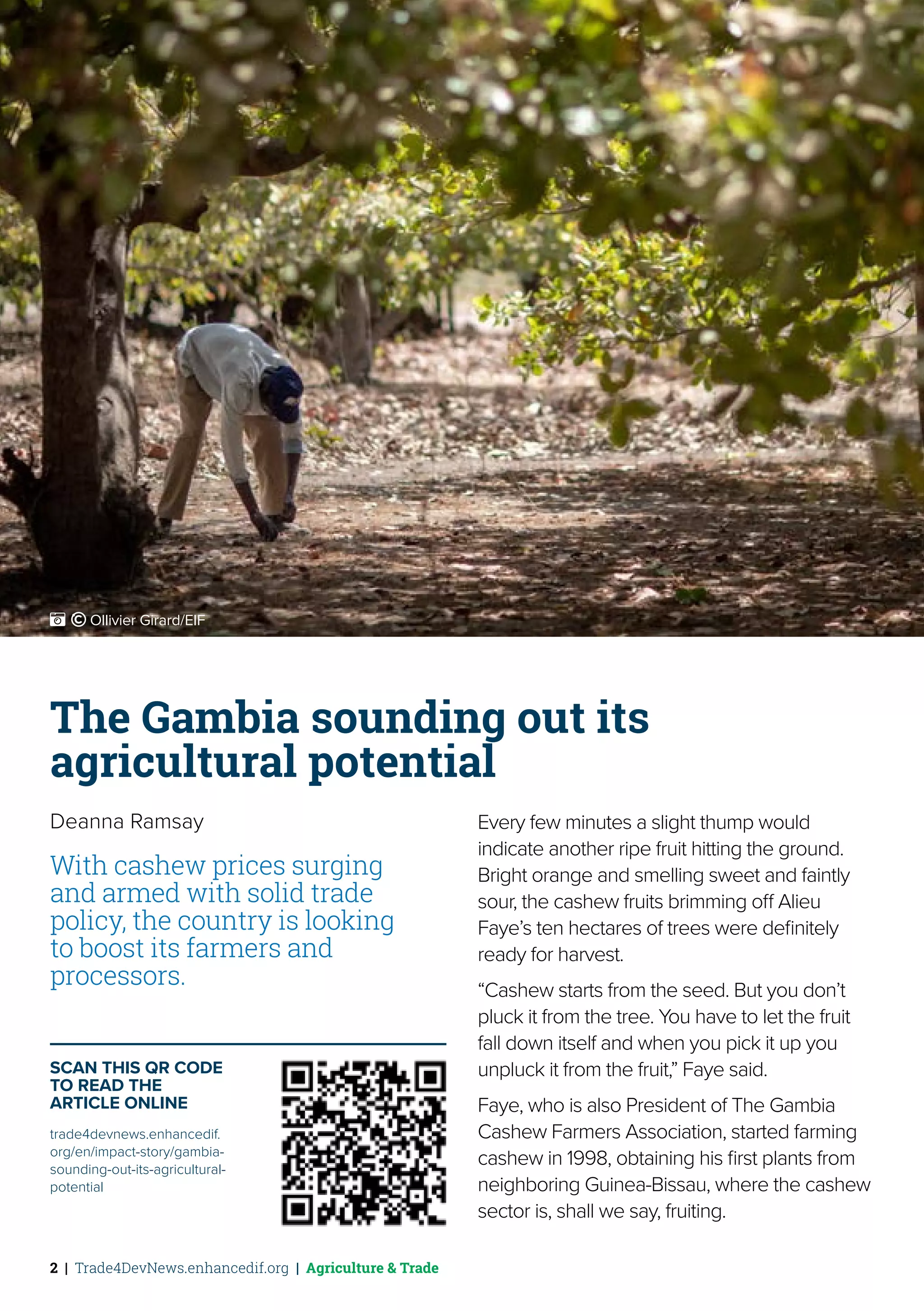 2 | Trade4DevNews.enhancedif.org | Agriculture & Trade
The Gambia sounding out its
agricultural potential
Deanna Ramsay
With cashew prices surging
and armed with solid trade
policy, the country is looking
to boost its farmers and
processors.
Every few minutes a slight thump would
indicate another ripe fruit hitting the ground.
Bright orange and smelling sweet and faintly
sour, the cashew fruits brimming off Alieu
Faye’s ten hectares of trees were definitely
ready for harvest.
“Cashew starts from the seed. But you don’t
pluck it from the tree. You have to let the fruit
fall down itself and when you pick it up you
unpluck it from the fruit,” Faye said.
Faye, who is also President of The Gambia
Cashew Farmers Association, started farming
cashew in 1998, obtaining his first plants from
neighboring Guinea-Bissau, where the cashew
sector is, shall we say, fruiting.
SCAN THIS QR CODE
TO READ THE
ARTICLE ONLINE
trade4devnews.enhancedif.
org/en/impact-story/gambia-
sounding-out-its-agricultural-
potential
 ˚© Ollivier Girard/EIF
 