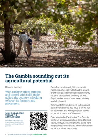 2 | Trade4DevNews.enhancedif.org | Agriculture & Trade
The Gambia sounding out its
agricultural potential
Deanna Ramsay
With cashew prices surging
and armed with solid trade
policy, the country is looking
to boost its farmers and
processors.
Every few minutes a slight thump would
indicate another ripe fruit hitting the ground.
Bright orange and smelling sweet and faintly
sour, the cashew fruits brimming off Alieu
Faye’s ten hectares of trees were definitely
ready for harvest.
“Cashew starts from the seed. But you don’t
pluck it from the tree. You have to let the fruit
fall down itself and when you pick it up you
unpluck it from the fruit,” Faye said.
Faye, who is also President of The Gambia
Cashew Farmers Association, started farming
cashew in 1998, obtaining his first plants from
neighboring Guinea-Bissau, where the cashew
sector is, shall we say, fruiting.
SCAN THIS QR CODE
TO READ THE
ARTICLE ONLINE
trade4devnews.enhancedif.
org/en/impact-story/gambia-
sounding-out-its-agricultural-
potential
 ˚© Ollivier Girard/EIF
 