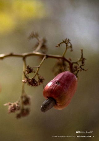 Trade4DevNews.enhancedif.org | Agriculture & Trade | 5
 ˚© Ollivier Girard/EIF
 