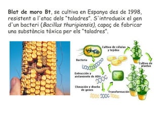 Blat de moro Bt, se cultiva en Espanya des de 1998,
resistent a l'atac dels “taladres”. S'introdueix el gen
d'un bacteri (...