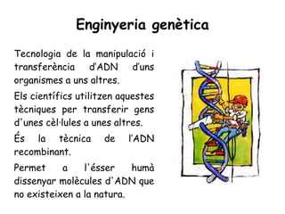 Enginyeria genètica
Tecnologia de la manipulació i
transferència d’ADN d’uns
organismes a uns altres.
Els científics utilitzen aquestes
tècniques per transferir gens
d'unes cèl·lules a unes altres.
És la tècnica de l’ADN
recombinant.
Permet a l'ésser humà
dissenyar molècules d'ADN que
no existeixen a la natura.
 