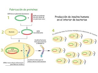 Fabricación de proteínas
Producción de insulina humana
en el interior de bacterias
 