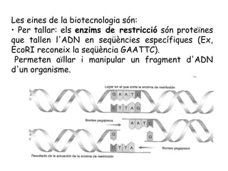 Les eines de la biotecnologia són:
• Per tallar: els enzims de restricció són proteïnes
que tallen l'ADN en seqüències esp...