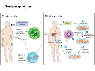 Teràpia genètica
Técnica in vivo Técnica ex vivo
 