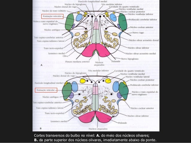 T4 formacao reticular