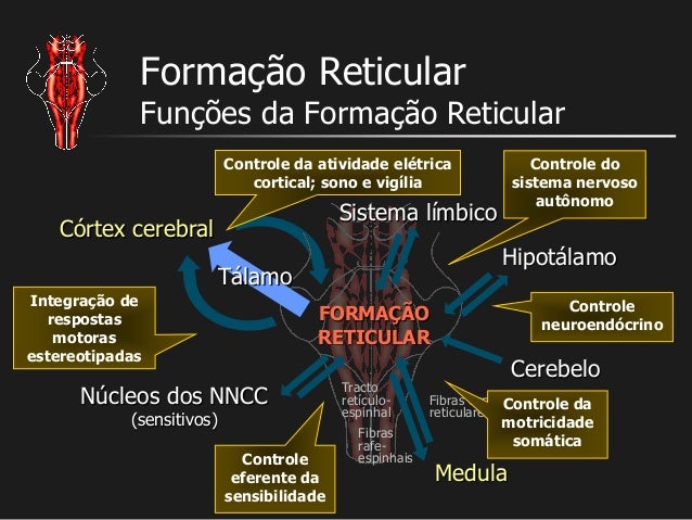T4 formacao reticular