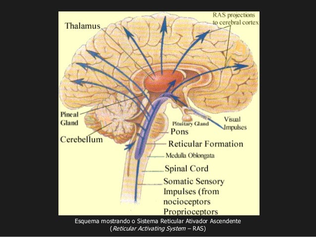 FORMAÇÃO RETICULAR aula - Neuroanatomia