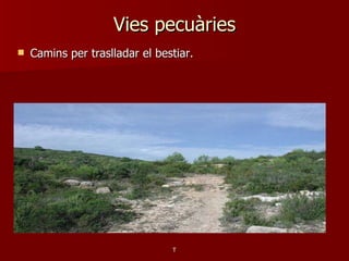 Vies pecuàries Camins per traslladar el bestiar. T 