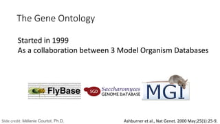 The Gene Ontology
Ashburner et al., Nat Genet. 2000 May;25(1):25-9.
Started in 1999
As a collaboration between 3 Model Organism Databases
Slide credit: Mélanie Courtot, Ph.D.
 