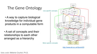 • A way to capture biological
knowledge for individual gene
products in a computable form
• A set of concepts and their
relationships to each other
arranged as a hierarchy
http://www.ebi.ac.uk/QuickGO
Less specific concepts
More specific concepts
The Gene Ontology
Slide credit: Mélanie Courtot, Ph.D.
 