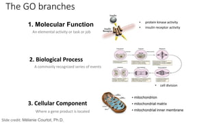1. Molecular Function
An elemental activity or task or job
• protein kinase activity
• insulin receptor activity
3. Cellular Component
Where a gene product is located
• mitochondrion
• mitochondrial matrix
• mitochondrial inner membrane
2. Biological Process
A commonly recognized series of events
• cell division
The GO branches
Slide credit: Mélanie Courtot, Ph.D.
 