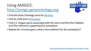 Using AMIGO2:
http://amigo.geneontology.org
• Find the Gene Ontology term for Nucleus
• Find its child term Pronucleus
• Find a C. Elegans gene associated with this term and find the PubMed
id of the reference supporting the annotation
• Repeat for a human gene, what is the evidence for the annotation?
http://geneontology.org/page/guide-go-evidence-codes
 