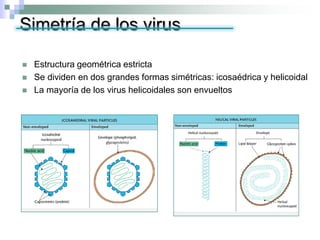 Simetría de los virus
 Estructura geométrica estricta
 Se dividen en dos grandes formas simétricas: icosaédrica y helicoidal
 La mayoría de los virus helicoidales son envueltos
 