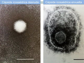 Cápside icosaédrica desnuda Cápside icosaédrica envuelta
 