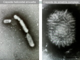 Cápside de simetría complejaCápside helicoidal envuelta
 